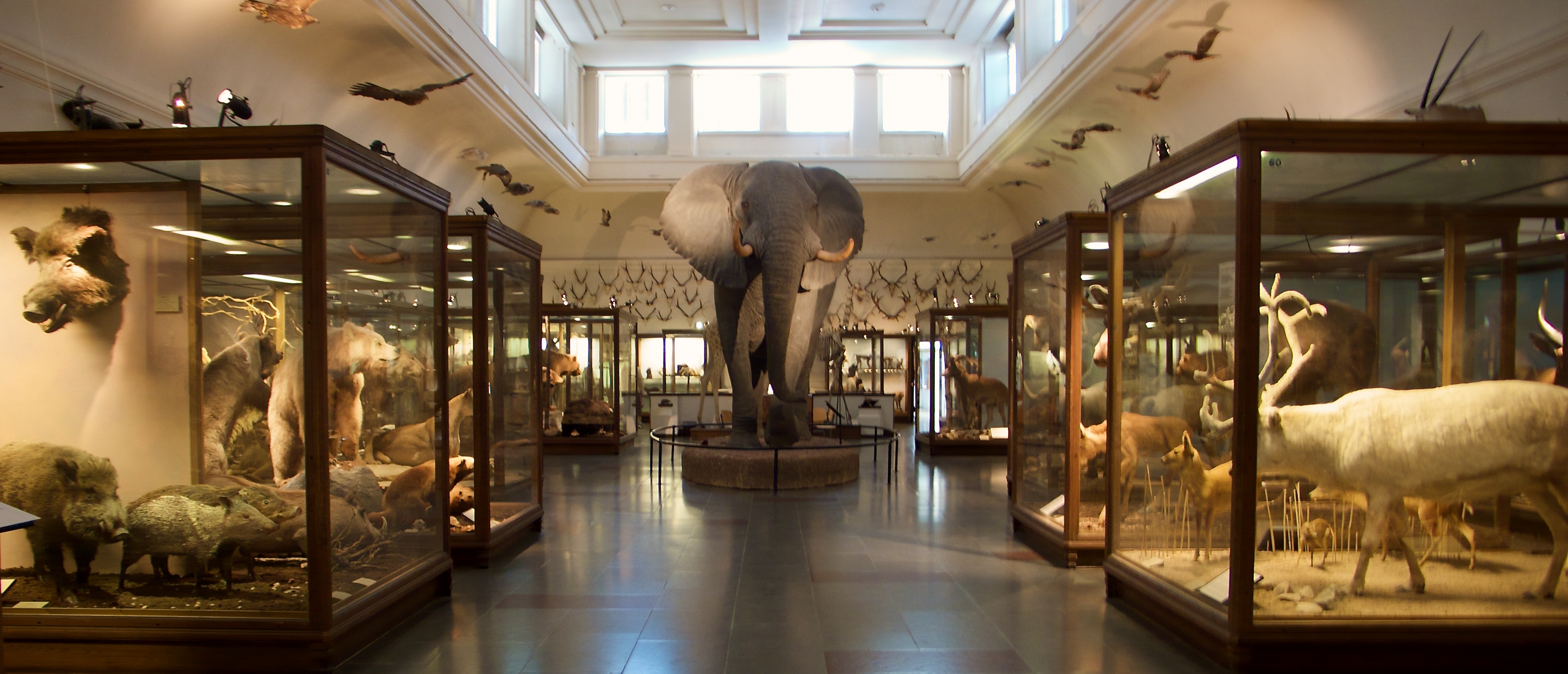 The Gothenburg Natural History Museum The Gothenburg Natural History Museum